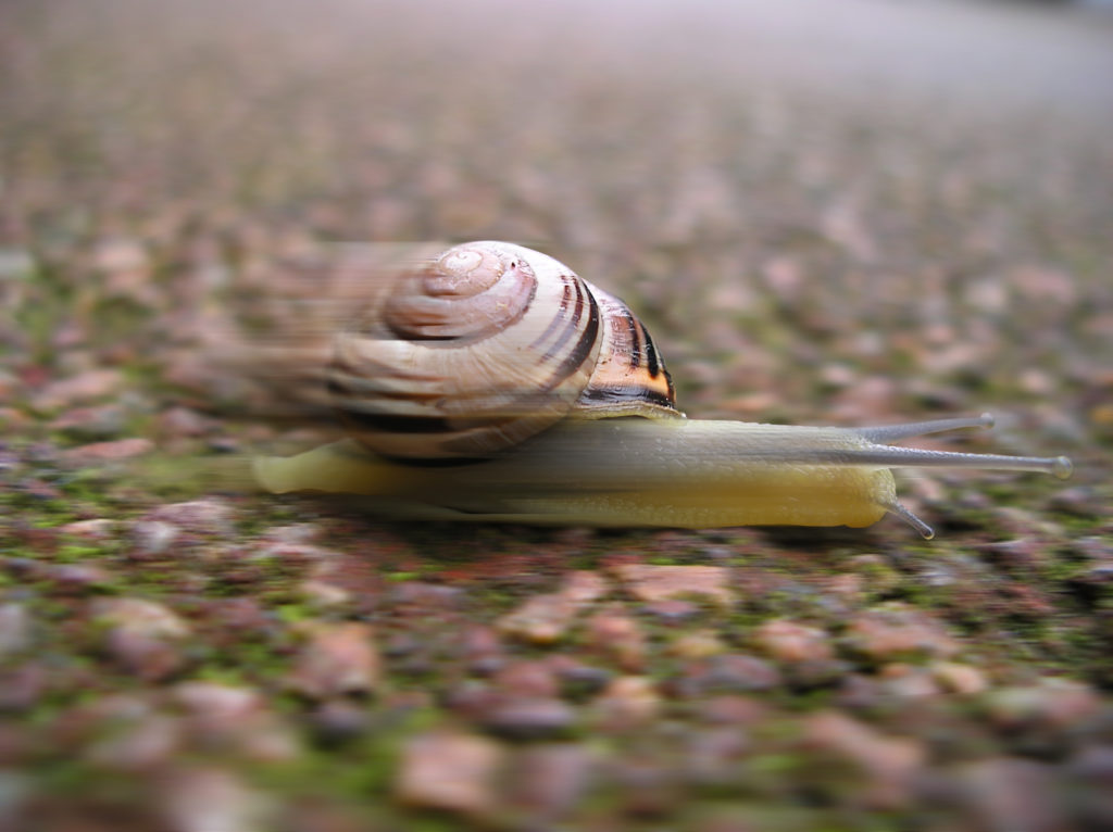 Bild einer Rennschnecke