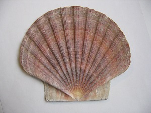 Shellshock / Bashbleed